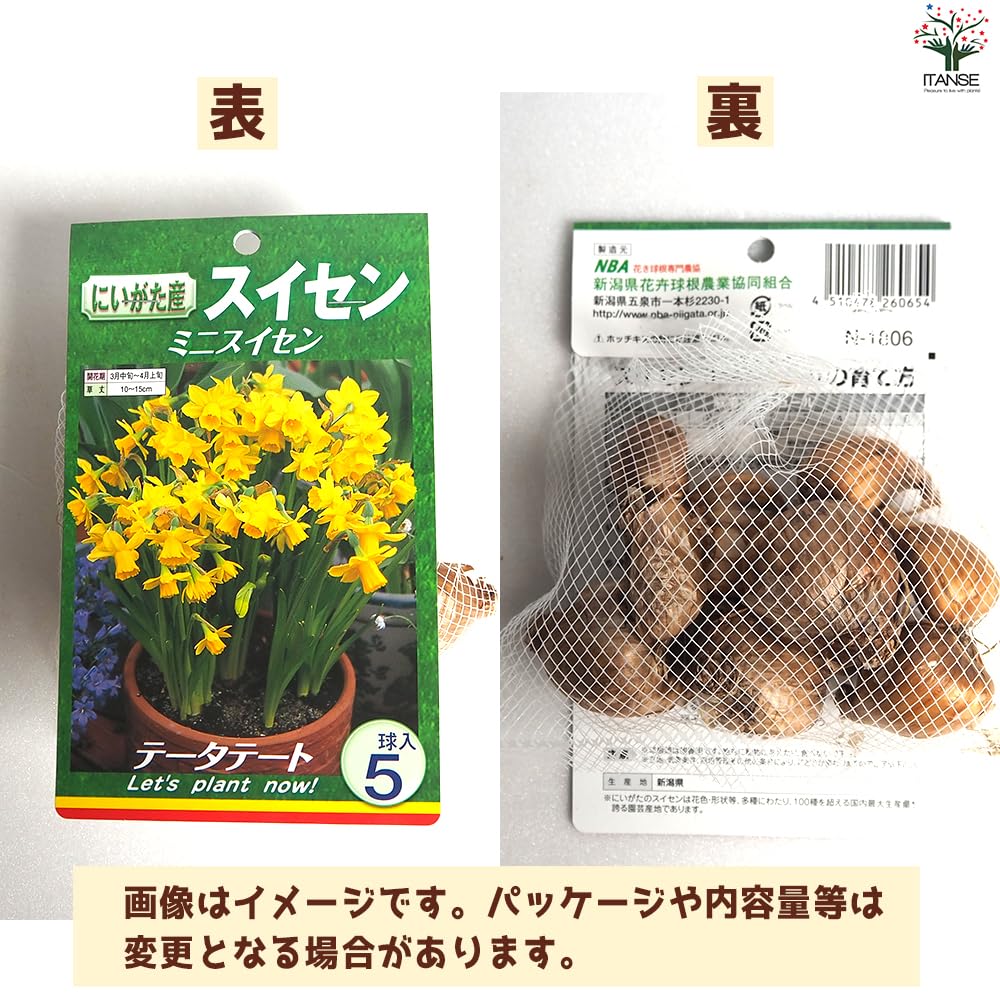 Amazon.co.jp: ITANSE 水仙 テータテート 5球入り1袋【品種で